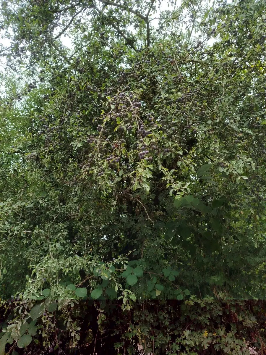 Prunellier chargé de prunelles bleu-noir dans une lisière de sous-bois